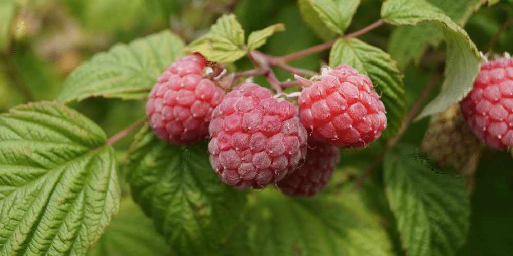red raspberry leaf smokable herbs