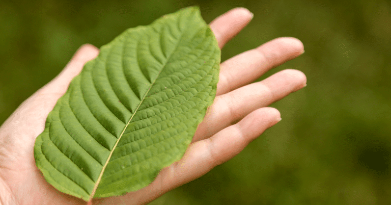 kratom leaf about to be banned by FDA